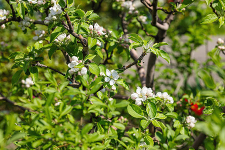 Blooming apple tree in the garden. Spring seasonal of growing plants. Gardening concept background,...