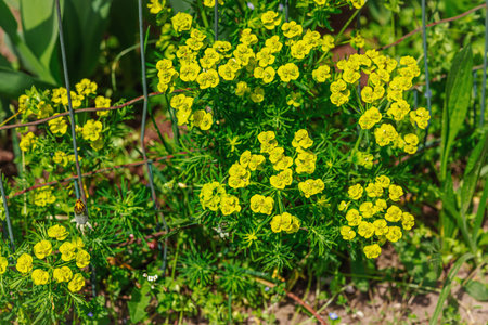Blooming Euphorbia nicaeensis grow in the garden. Spring gardening, outdoor concept background,...