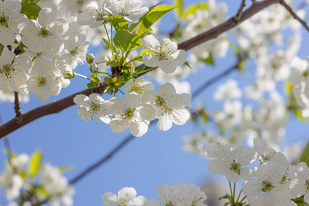 Blooming cherry tree in the city on the background of the cloudless blue sky. Spring seasonal of...
