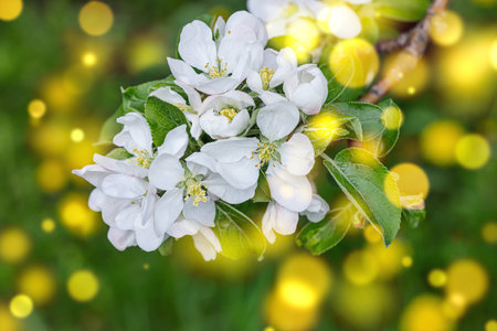 Blooming apple tree in the garden. Spring seasonal of growing plants. Gardening concept background,...