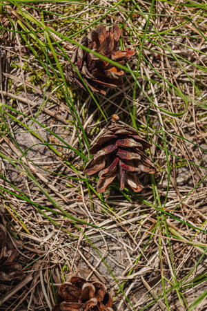 Pine cone on the ground. Forest, wildlife, outdoor concept. Beauty in the nature, selective focus,...