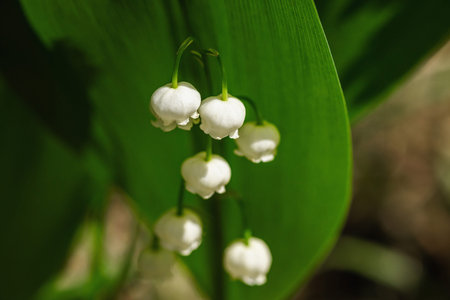 Lily of the valley in nature. Forest, wildlife, outdoor concept. Beauty blooming, selective focus,...