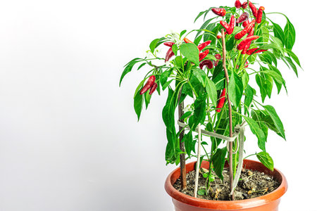 Blooming Bird's eye chili with ripe pepper fruits. Urban farming concept, plant grows on the windowsill. Hot flavors, climate conclusions food, white backgroundの写真素材