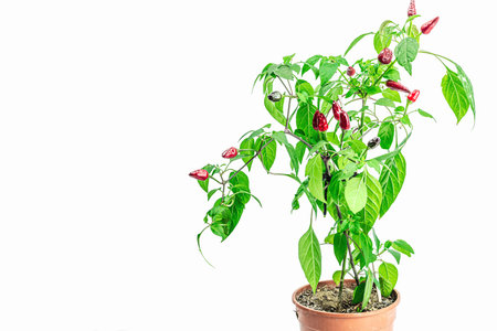 Blooming Bird's eye chili with ripe pepper fruits. Urban farming concept, plant grows on the windowsill. Hot flavors, climate conclusions food, white backgroundの写真素材