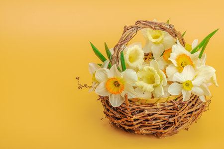 Festive spring composition with assorted blooming narcissus and homemade wicker basket. Traditional seasonal flora, greeting card. Pastel green background, copy spaceの写真素材