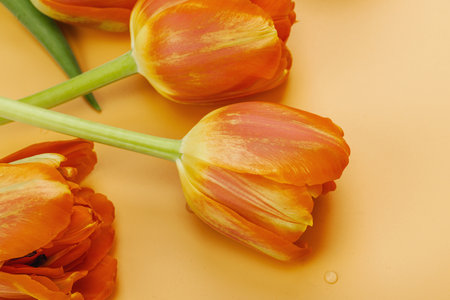 Bright orange tulips on a pastel apricot background. Festive concept for Mother's Day or Valentine's Day. Greeting card, Easter flat lay, best wishes, close upの写真素材