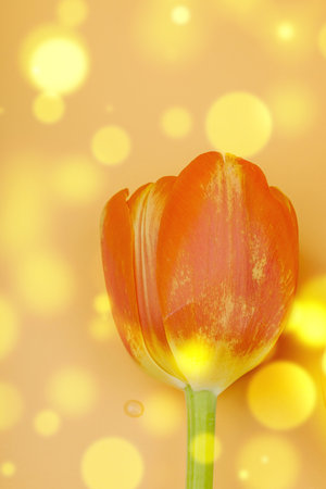 Bright orange tulips on a pastel apricot background. Festive concept for Mother's Day or Valentine's Day. Greeting card, Easter flat lay, best wishes, top viewの写真素材