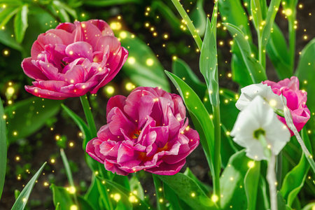 Blooming tulips grow in the garden. Spring gardening, outdoor concept background, floral style....