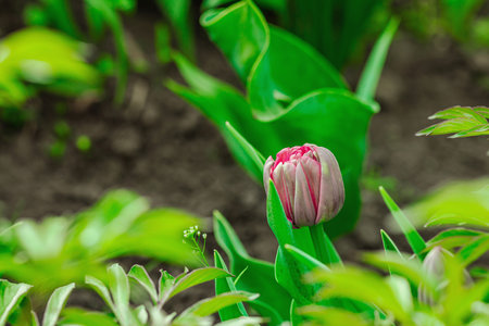 Blooming tulips grow in the garden. Spring gardening, outdoor concept background, floral style. Beautiful nature wallpaperの写真素材