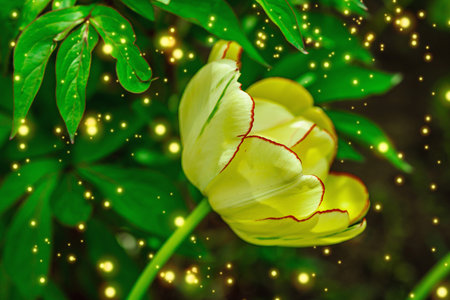 Blooming tulips grow in the garden. Spring gardening, outdoor concept background, floral style....