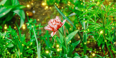 Blooming tulips grow in the garden. Spring gardening, outdoor concept background, floral style....