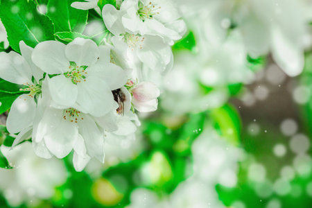 Blooming apple tree in the garden. Spring seasonal of growing plants. Gardening concept background,...
