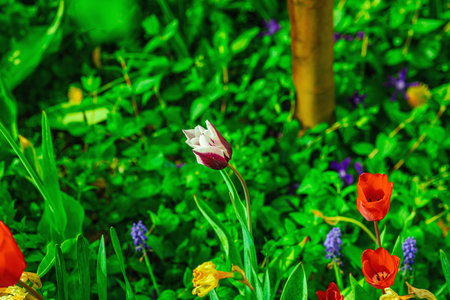 Blooming tulips grow in the garden. Spring gardening, outdoor concept background, floral style....