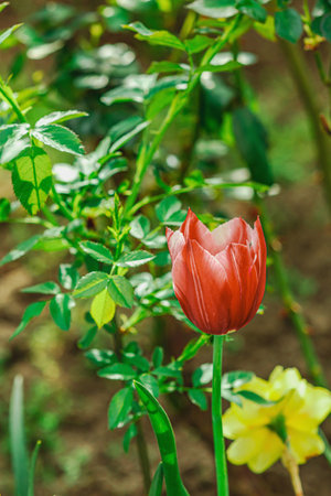 Blooming tulips grow in the garden. Spring gardening, outdoor concept background, floral style....
