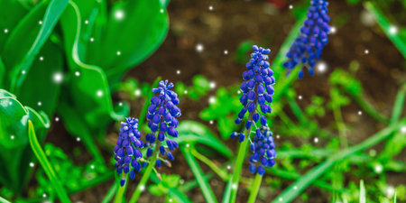 Blooming young Muscari in the garden. Spring seasonal of growing plants. Gardening concept background, banner formatの写真素材