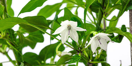 Blooming Bird's eye chili pepper. Urban farming concept, plant grows on the windowsill. Hot flavors, climate conclusions food, white backgroundの写真素材