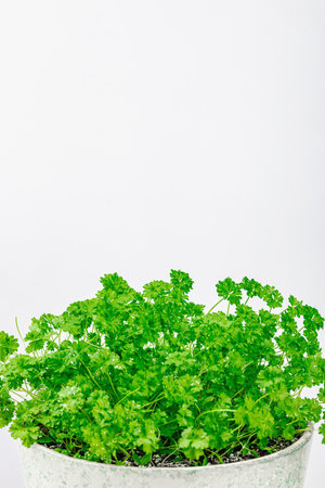 Parsley greens in ceramic pot. Urban farming concept, plant grows on the windowsill. Spicy flavors, food, white backgroundの写真素材
