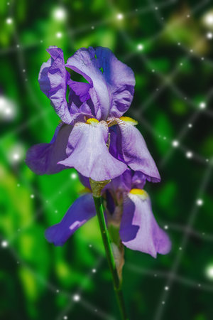 Blooming iris flowers in the garden. Floral natural background, greeting card, festive mood. Postcard Iridaceae design, bright sunshineの写真素材