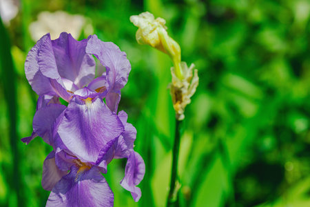 Blooming iris flowers in the garden. Floral natural background, greeting card, festive mood....