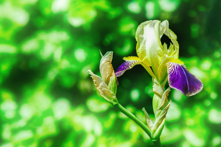 Blooming iris flowers in the garden. Floral natural background, greeting card, festive mood. Postcard Iridaceae design, bright sunshineの写真素材