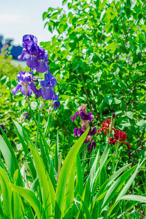 Blooming iris flowers in the garden. Floral natural background, greeting card, festive mood....