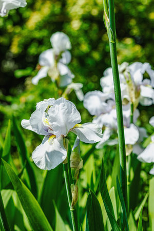 Blooming iris flowers in the garden. Floral natural background, greeting card, festive mood....