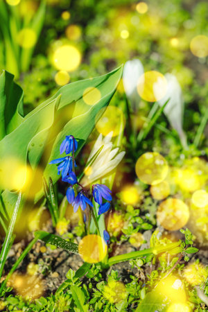 Blooming Scilla in a spring garden within the city. Macro shot of colorful flowers and petals, outdoor freshness. Still life, beauty in nature, urban environment.の写真素材