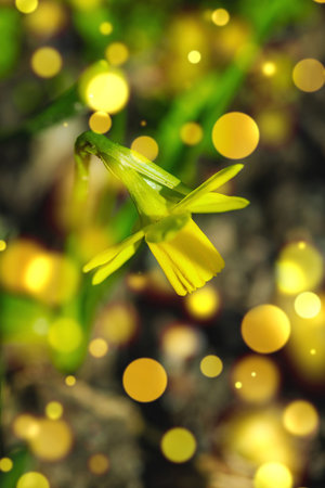 Blooming daffodils in a spring garden within the city. Macro shot of colorful flowers and petals, outdoor freshness. Still life, beauty in nature, urban environment.の写真素材