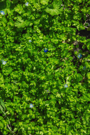 Blooming forget-me-not in a spring garden within the city. Macro shot of colorful flowers and petals, outdoor freshness. Still life, beauty in nature, urban environment.の写真素材