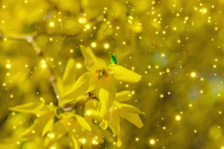 Blooming forsythia in a spring garden within the city. Macro shot of colorful flowers and petals,...