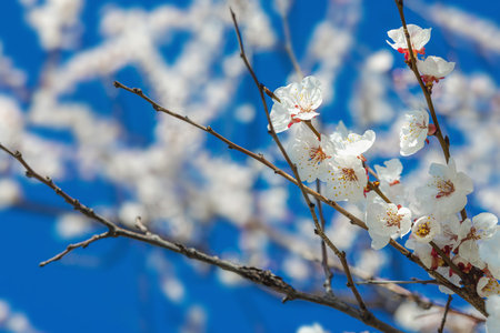 Blooming apricot branch with delicate white flowers on vibrant blue sky background. Spring nature awakening, seasonal beauty, macro floral conceptの写真素材