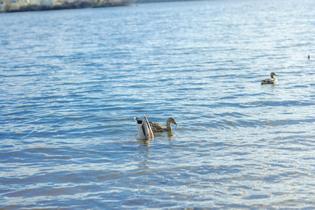 Mallard ducks swimming and feeding on a bright blue river Dnipro. Peaceful wildlife scene with clear water ripples, vibrant colors, and natural outdoor beautyの写真素材