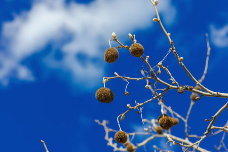 Platanus acerifolia fruits on the vibrant blue sky. Peaceful view, light white clouds, sunny day. Urban scene in a big cityの写真素材