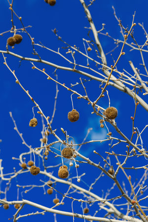 Platanus acerifolia fruits on the vibrant blue sky. Peaceful view, light white clouds, sunny day. Urban scene in a big cityの写真素材