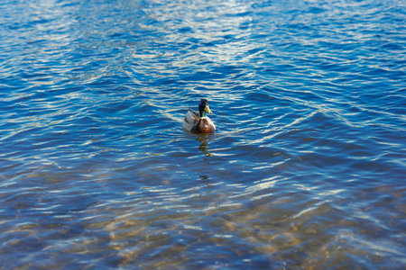 Male mallard duck swimming on a bright blue river. Peaceful wildlife scene with clear water ripples, vibrant colors, and natural outdoor beautyの写真素材