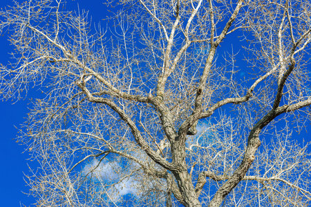 Huge tree on the vibrant blue sky. Serene view, light white clouds, sunny day. Urban scene in a big...