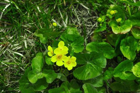 Caltha flowers blooming in a wild spring meadow. Bright yellow petals in natural wetland landscape....