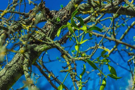 Close-up of a diseased fruit tree with mistletoe and lichen in an abandoned orchard. Symbol of...