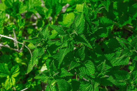 Dense growth of Lamium plants without flowers in natural outdoor setting. Herbaceous vegetation...
