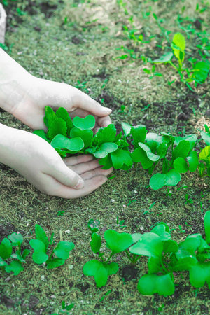 Baby's hands caring for young seedlings in a greenhouse environment. Urban gardening concept...