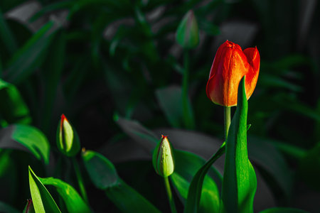 Close-up of vibrant red tulips illuminated by warm sunset light. Macro perspective highlights floral details in natural setting suitable for nature and seasonal visualsの写真素材