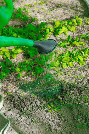 Hands holding a large watering can while irrigating seedlings. Emphasis on eco lifestyle, home gardening, sustainability, and farm to table trendsの写真素材