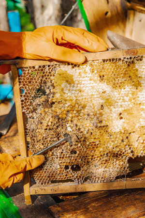 Close-up of a honeycomb with wax moth damage and Varroa mite infestation, illustrating threats to bee colonies, global pollinator decline, and ecological concernsの写真素材