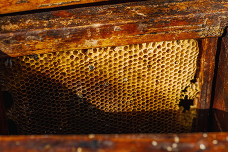 Traditional beekeeping tools, highlighting sustainable beekeeping and efforts to protect bee populations from climate change and global warmingの写真素材