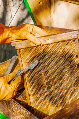Beekeeper wearing gloves holds a traditional beekeeping tools, highlighting sustainable beekeeping...