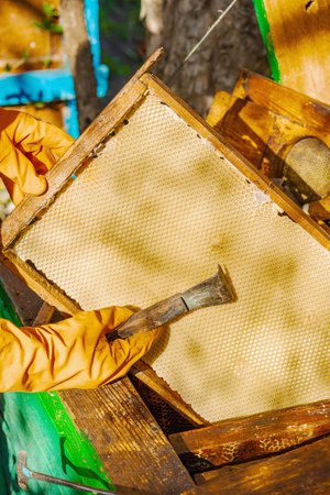 Beekeeper wearing gloves holds a traditional beekeeping tools, highlighting sustainable beekeeping and efforts to protect bee populationsの写真素材