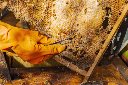 Close-up of a honeycomb with wax moth damage and Varroa mite infestation, illustrating threats to bee colonies, global pollinator decline, and ecological concernsの写真素材