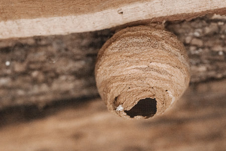 Close-up of a Sceliphron wasp nest showing detailed clay structure. Ideal for themes of nature, insect behavior, biodiversity, and wild habitatsの写真素材