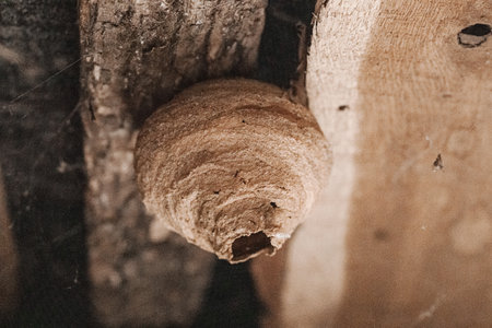 Close-up of a Sceliphron wasp nest showing detailed clay structure. Ideal for themes of nature, insect behavior, biodiversity, and wild habitatsの写真素材