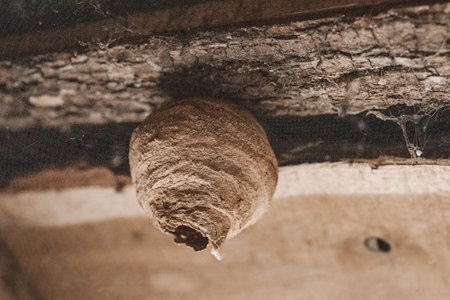Close-up of a Sceliphron wasp nest showing detailed clay structure. Ideal for themes of nature, insect behavior, biodiversity, and wild habitatsの写真素材